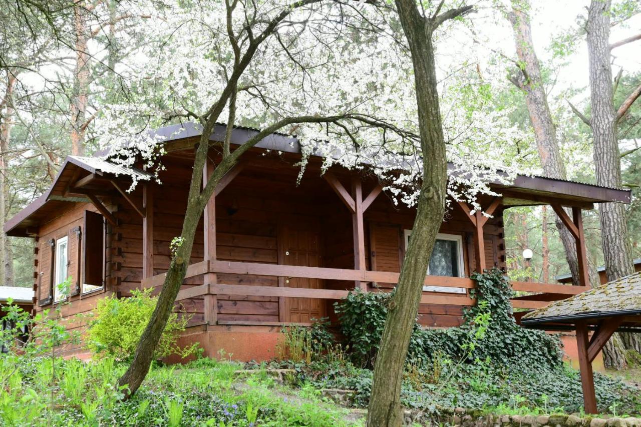 Sosnowy Domek Serpelice Exterior photo